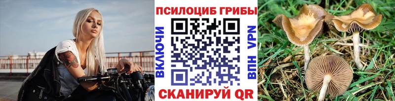 Купить где  Кимры  Псилоцибиновые грибы Psilocybine cubensis 